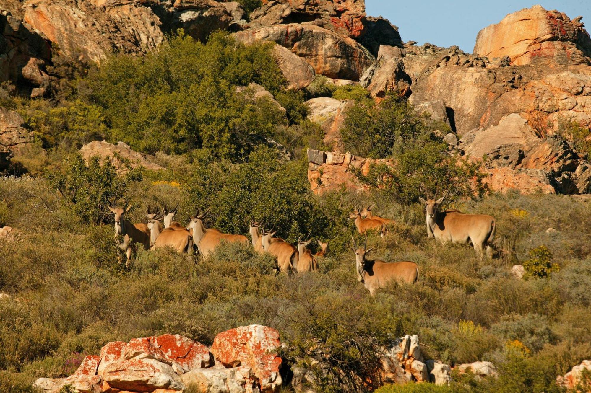 Bushmans Kloof Wilderness Reserve And Wellness Retreat Клануильям Экстерьер фото