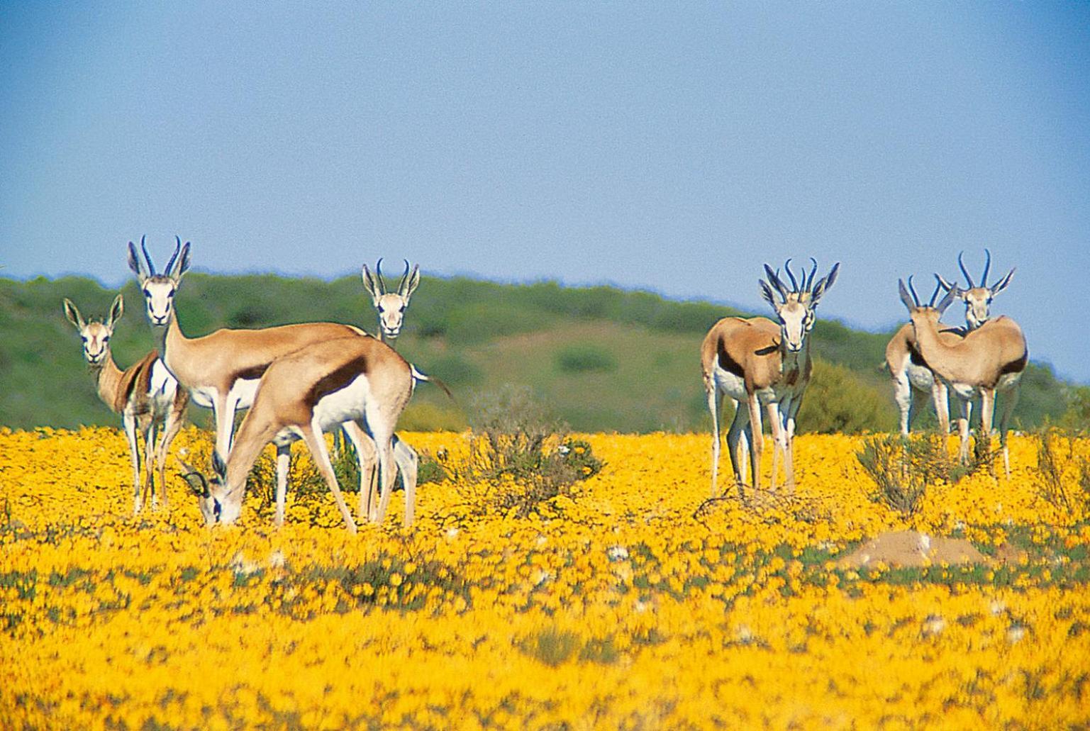 Bushmans Kloof Wilderness Reserve And Wellness Retreat Клануильям Экстерьер фото