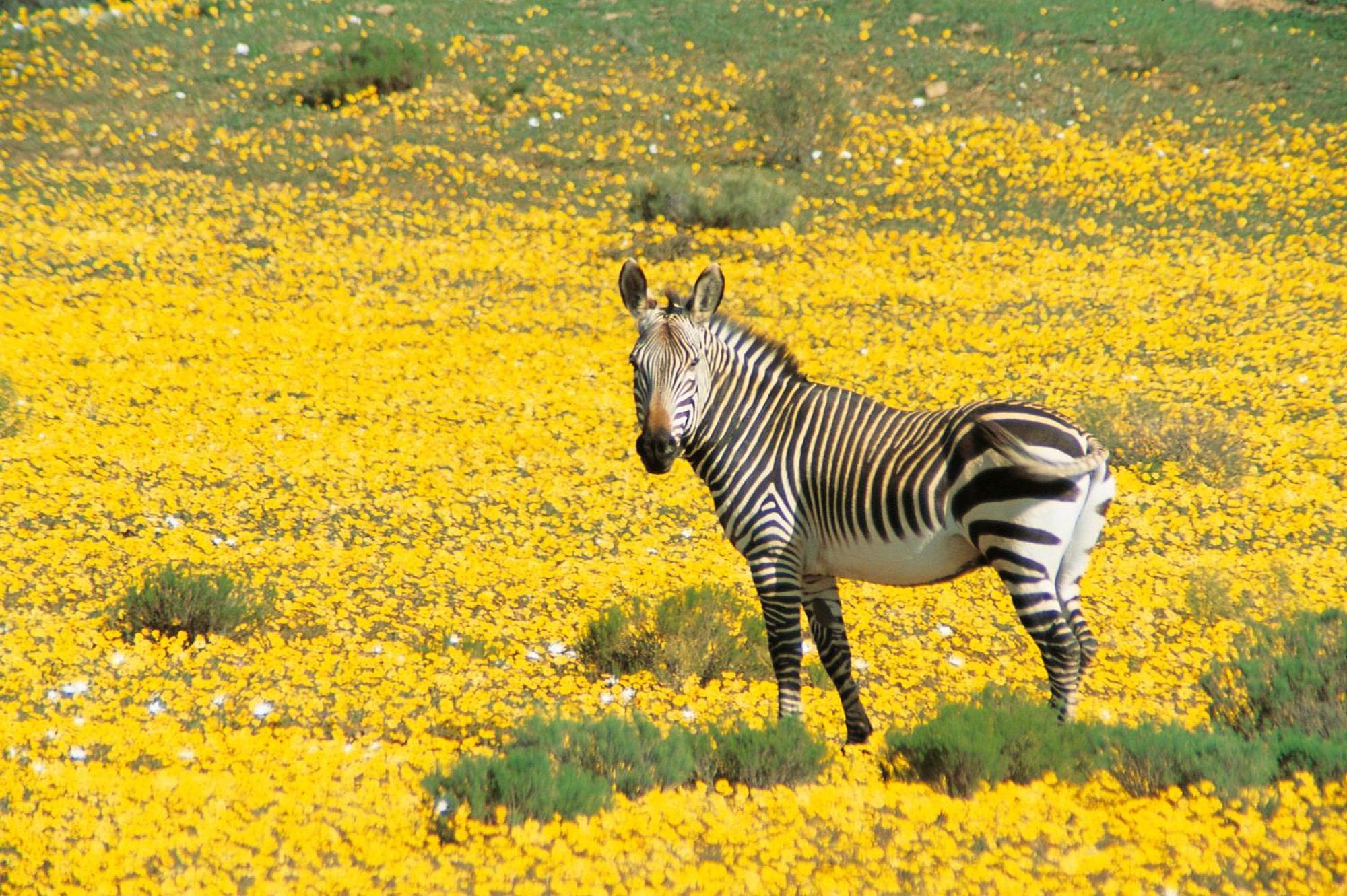 Bushmans Kloof Wilderness Reserve And Wellness Retreat Клануильям Экстерьер фото